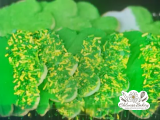edelweiss-bakery-shamrock